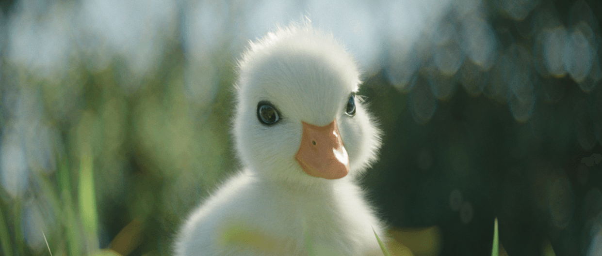 duck 01