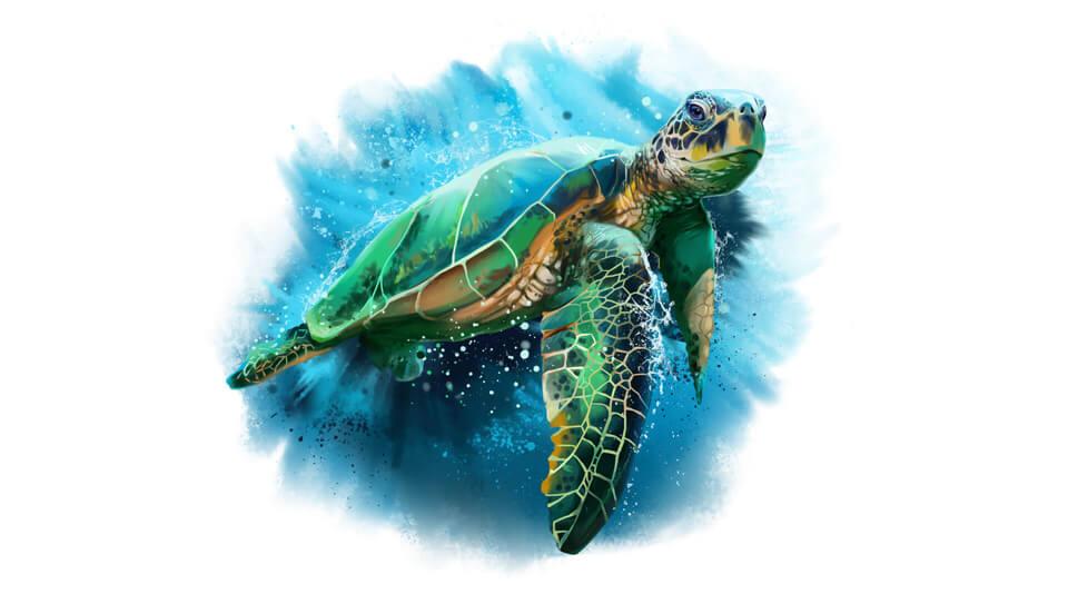 4 3 Schildkroete
