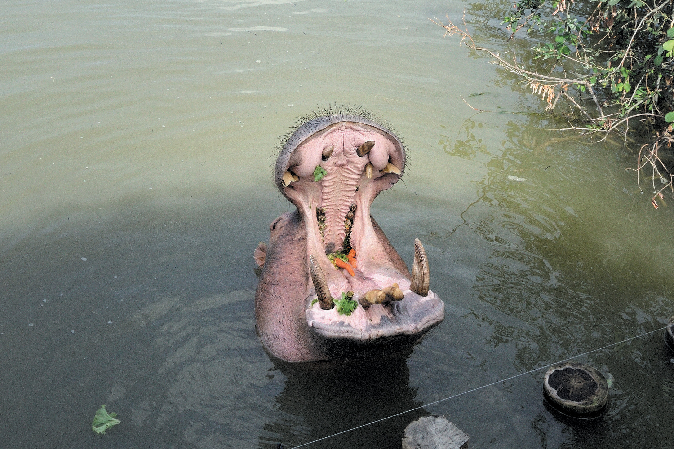 4 Le gouter des hippopotames